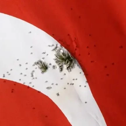 Burdur’da Türk bayrağına av tüfeğiyle ateş açıldı